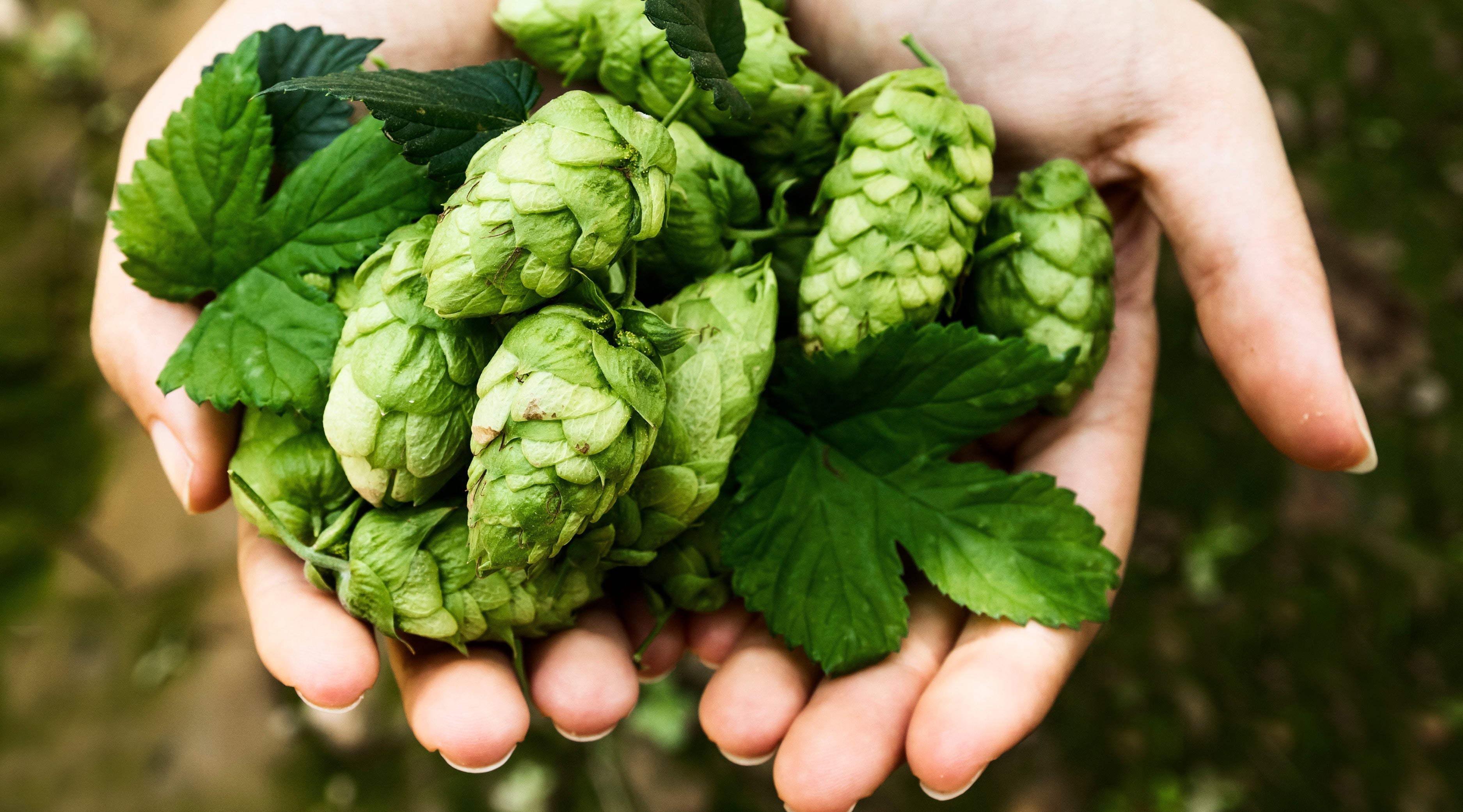 Sanft durch die Wechseljahre mit Phytohormonen